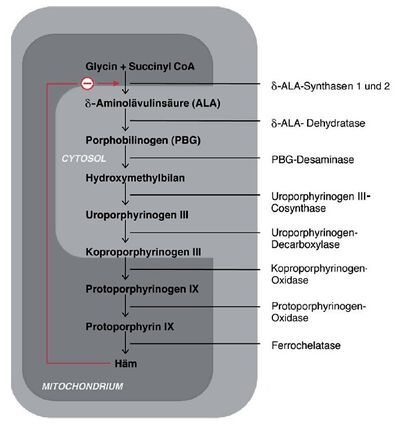 Enzyme der Häm-Biosynthese mit negativer Rückkoppelung durch das Endprodukt Häm.